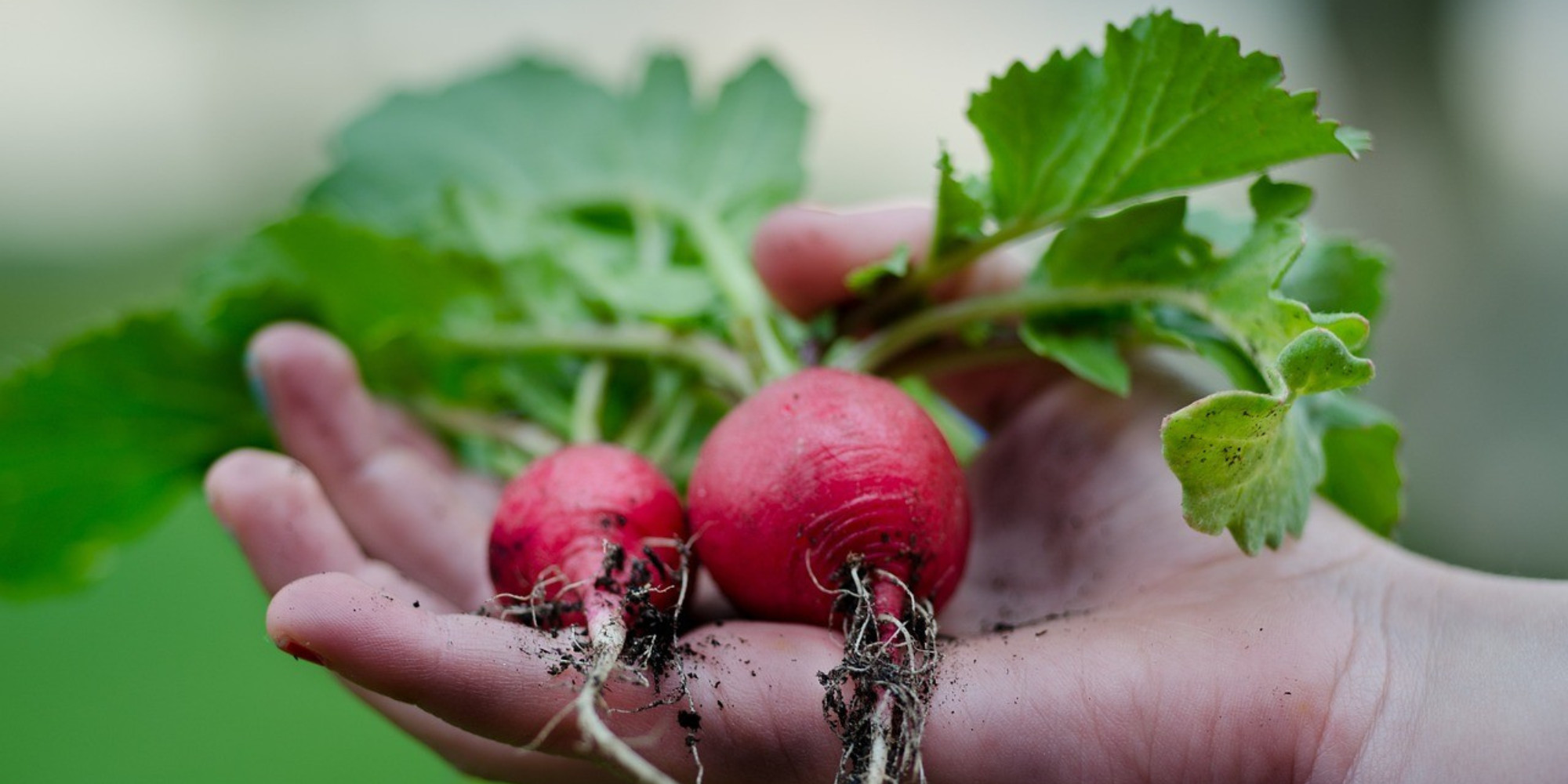 Votre boutique pour un jardin 100% naturel